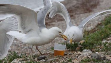 Парализованные чайки на якутской реке предположительно оказались пьяными