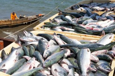 50% рыбного бизнеса находится в «тени» — Ассоциация рыболовов Украины