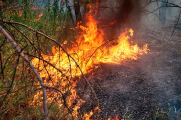 Экологи назвали катастрофические последствия пожаров в Сибири