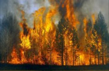 В России оценили ущерб от лесных пожаров