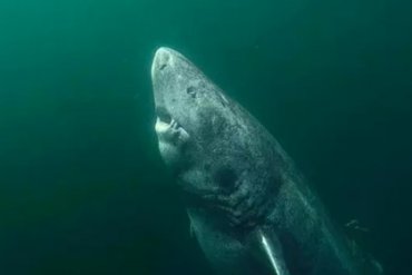 В Гренландии ученые нашли акулу, которой 500 лет