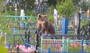 Медведь украл покойника с российского кладбища