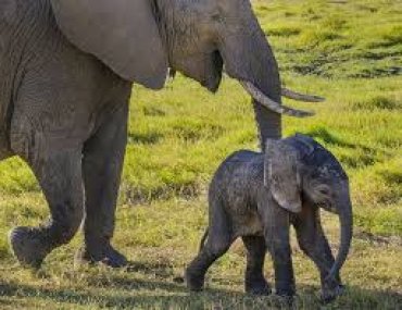 Африканских слонят запретили продавать в цирки и зоопарки