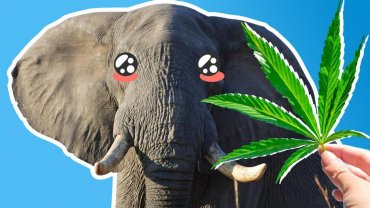 Варшавский зоопарк будет давать слонам марихуану против стресса