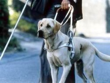 К Стене Плача запретили подходить слепым с собаками-поводырями