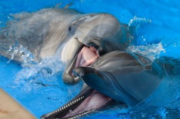 Ученые доказали, что дельфины – это разумная раса