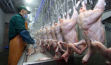 Украина решила накормить курятиной весь Китай