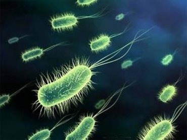 Ученые обнаружили бактерии, которые помогут в борьбе с ВИЧ