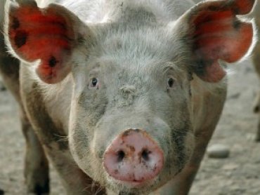 В Украине на треть стало меньше импортной свинины