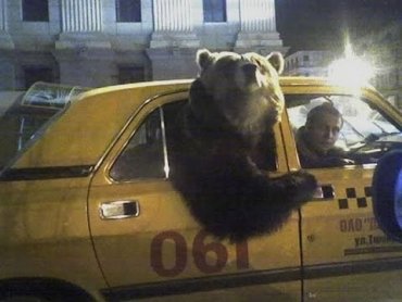 В России из деревни изгнали пьяную медведицу
