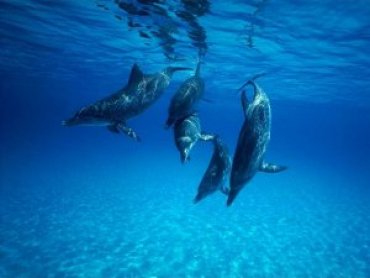 Крымские ученые учат язык дельфинов