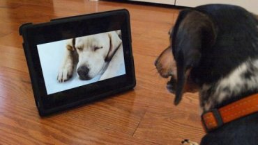 Ученые узнали, зачем собаки смотрят телевизор