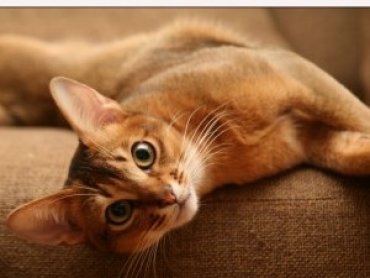Ученые назвали кошек самыми опасными домашними животными