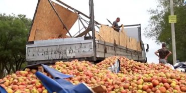 Крымчане растащили 25 тонн яблок из перевернувшегося грузовика