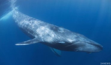 Ученые: киты в древности были опасными хищниками