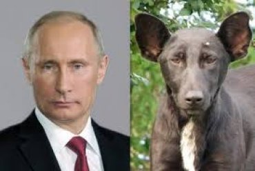 Немецкий журнал Focus объяснил, что Путин – не собака