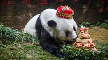 В Китае умерла старейшая панда на планете