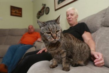 В Великобритании умер самый старый кот в мире