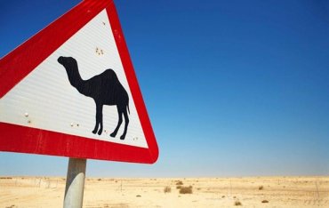 В Казахстане джип врезался в верблюда: пять погибших