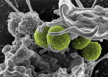 Ученые обнаружили новые микробы, которые отвечают за поведение человека