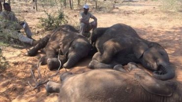 В Ботсване убили почти сто слонов. Ученые заявили о глобальной угрозе