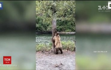 Медведь танцующий «тверк»