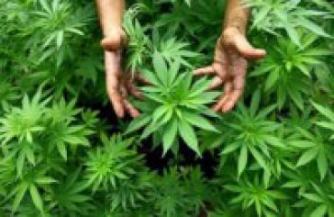 Конституционный суд ЮАР легализовал марихуану