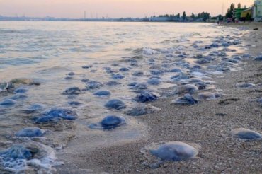 Гигантские медузы корнероты напали на пляжи Одессы