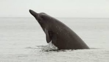 Японские ученые обнаружили новый вид китов