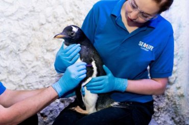 В Лондоне пингвины-лесбиянки усыновили пингвина-агендера