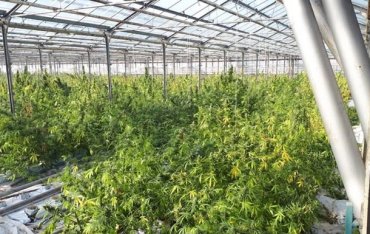 На Прикарпатье нашли плантацию марихуаны в четыре гектара