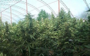 На Одесщине отец и сын вырастили полтысячи кустов марихуаны