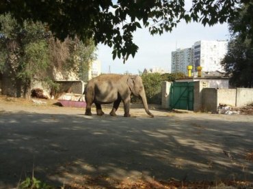 По улицам Харькова прогуливался слон