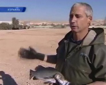 Израильские ученые выращивают рыбу в пустыне