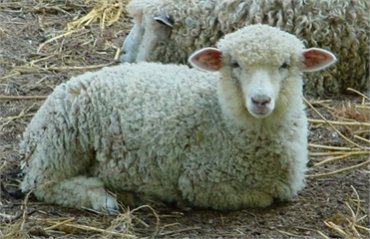 Умер ученый, клонировавший овцу Долли
