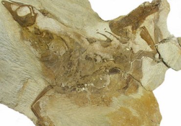 Ученые нашли останки древнейшего пернатого динозавра