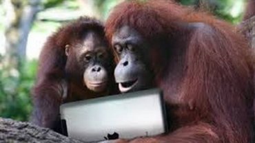 Приматов хотят снабдить планшетами iPad для их общения через Skype