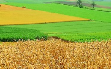 Стали известны результаты урожая зерновых в Украине
