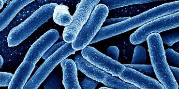 Австралийские ученые записали звук умирающей бактерии