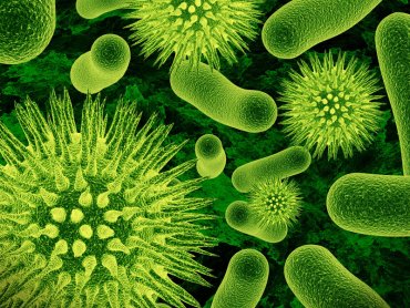Ученые выяснили, как «общаются» бактерии