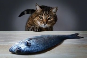 Ученые выяснили, почему кошки привередливы в еде