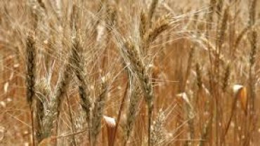 Цены на украинскую пшеницу продолжают расти