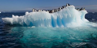 В Антарктиде найден новый вид бактерий