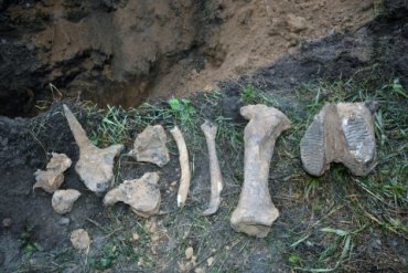 В Омске при замене водопровода откопали останки его «ровесника» – мамонта