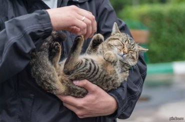 В России мужчина избил ветеринара дохлым котом