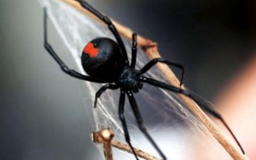 Учеными найден вирус с ДНК черной вдовы