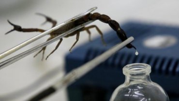 Скорпионы и пчелы поразят рак своими жалами