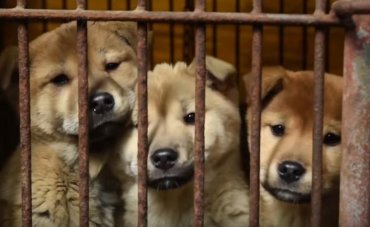 Животная месть: В Корее собаки стали есть людей
