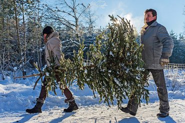 Россиянам разрешают рубить елки под Новый год