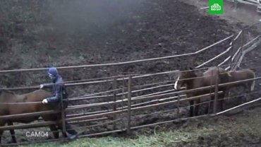 Башкирский фермер сжег сарай, чтобы скрыть изнасилование кобылы